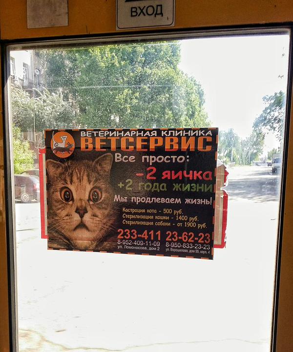 600x721, 80 Kb / ветклиника, ветеринар, кошка