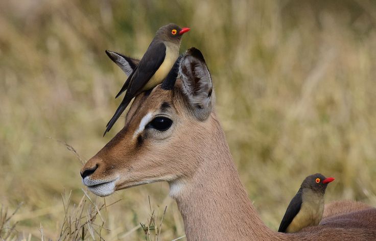 736x472, 46 Kb / косуля, птицы