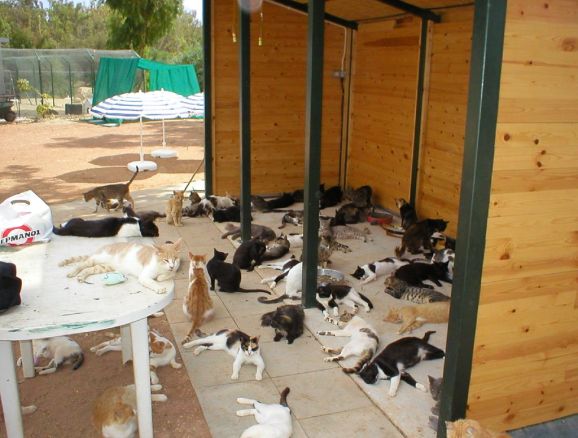 578x438, 50 Kb / крит, питомник, куча кошек