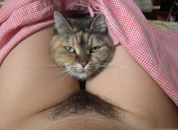 700x512, 68 Kb / кот, лобок, юбка