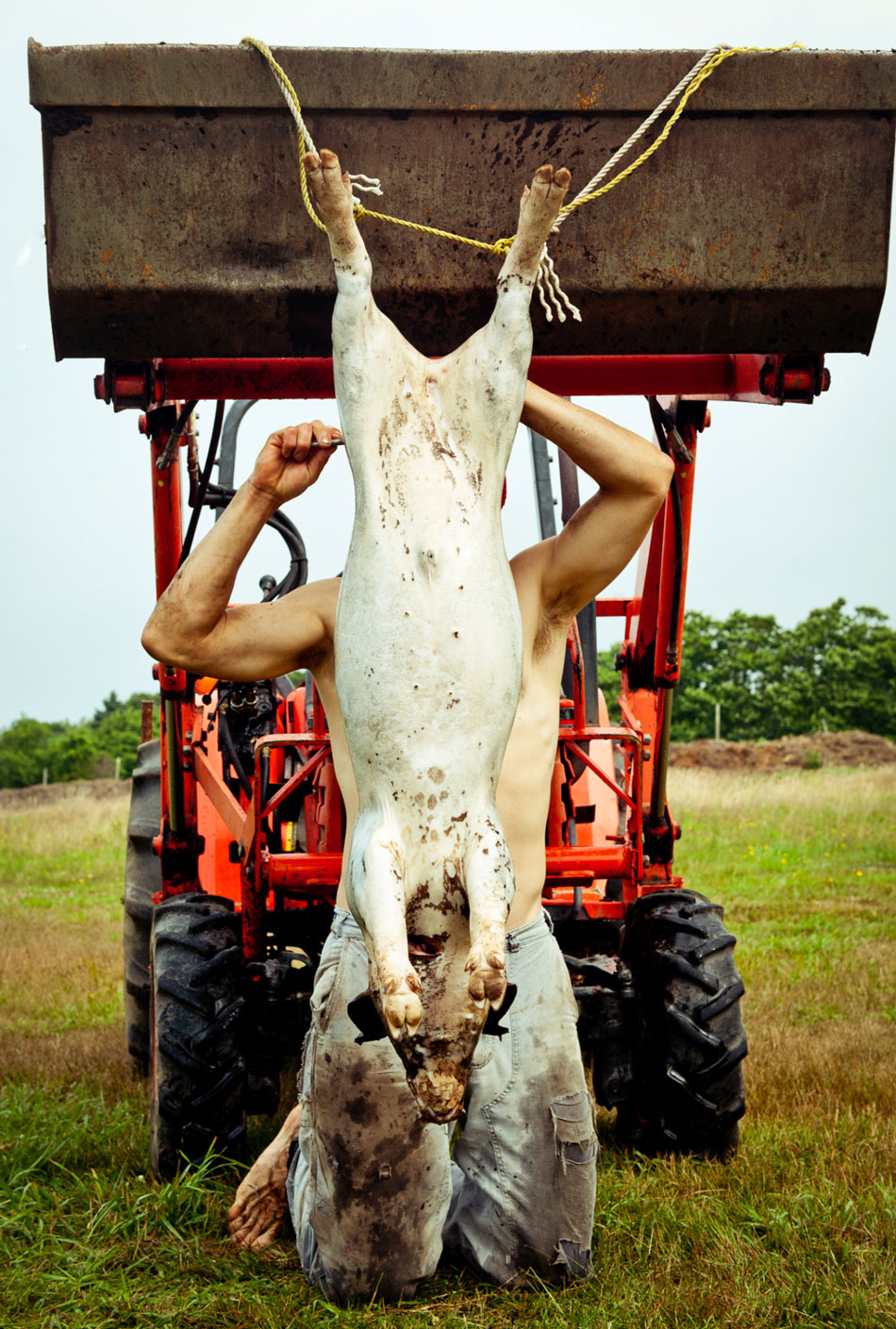 950x1409, 348 Kb / трактор, ковш, туша, поросёнок