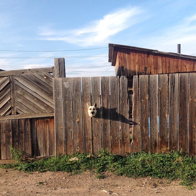 640x640, 145 Kb / собака, морда, забор