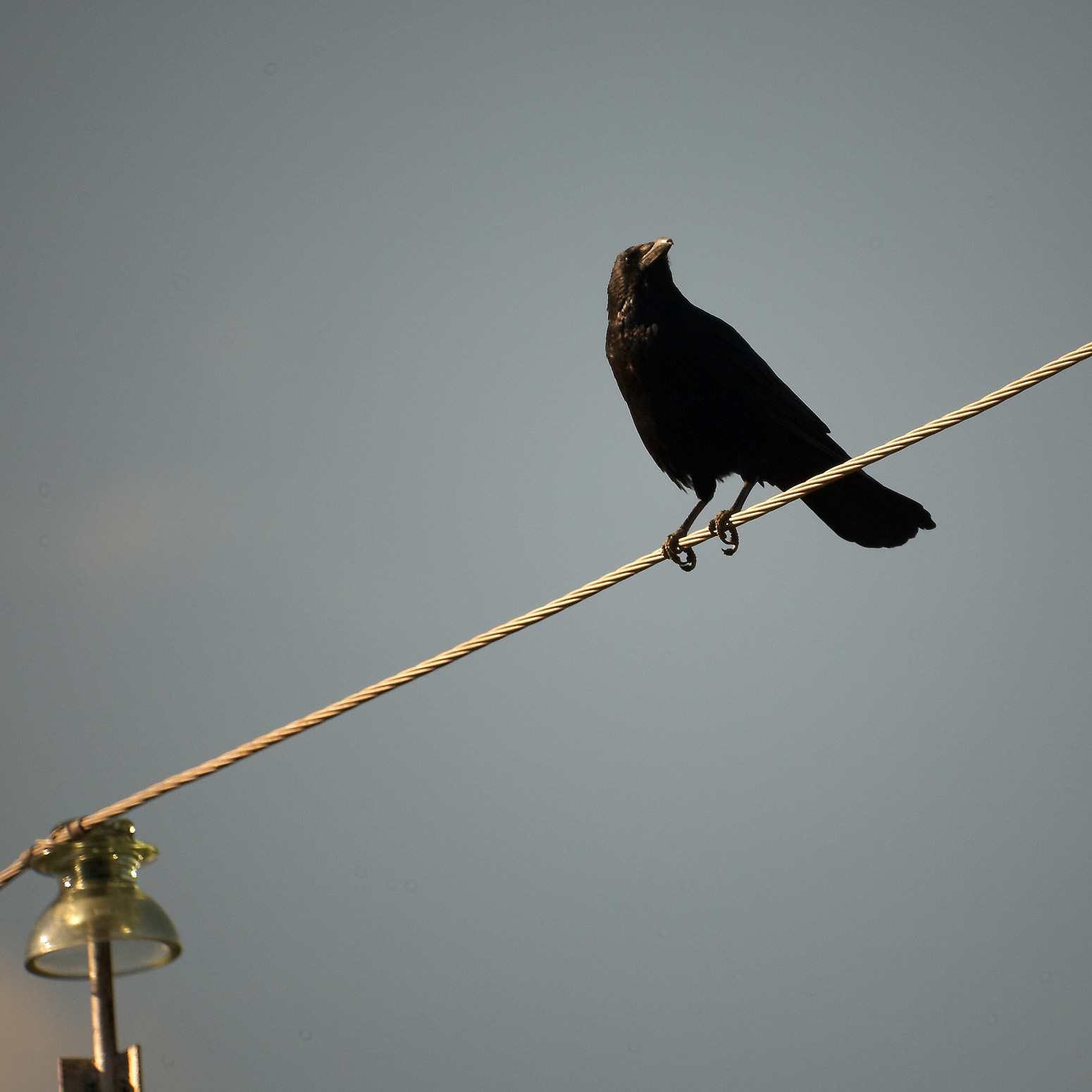 1550x1550, 313 Kb / птица, ворона, провод