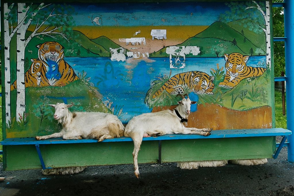 1024x683, 179 Kb / остановка, козлы, рисунок, тигры, березки, объявление, хуй