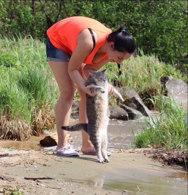 600x622, 125 Kb / кот, вода, эмоции