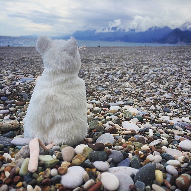 640x640, 151 Kb / мышь, игрушка, камни, берег