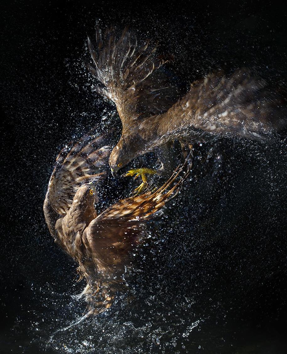 915x1131, 236 Kb / Орлы, бой, вода, брызги