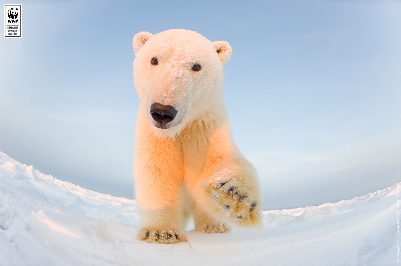 1280x850, 90 Kb / медведь, морда, снег, полярный, белый