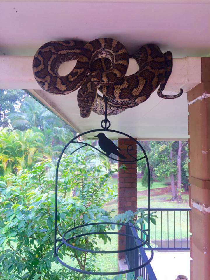 720x960, 95 Kb / Змея, птица, клетка, балка