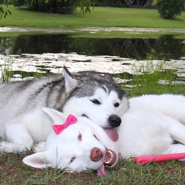 600x600, 120 Kb / собаки, языки, бантик, лежат