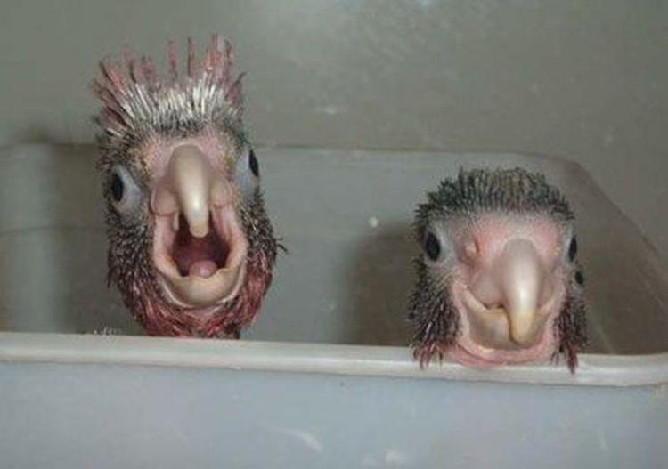 750x527, 30 Kb / Головы, птицы