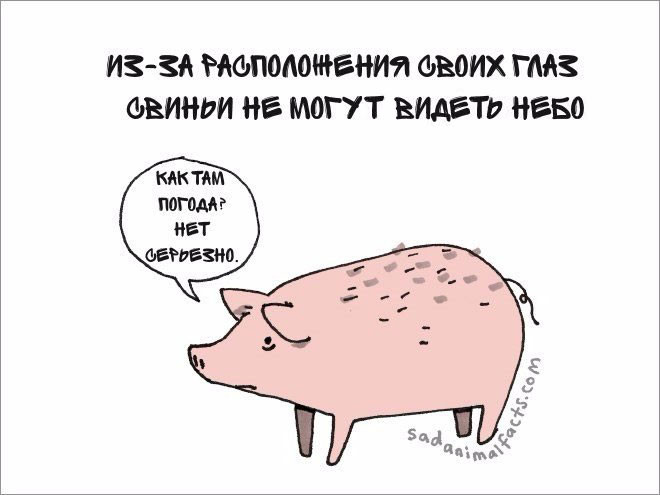 660x495, 40 Kb / свинище, небо