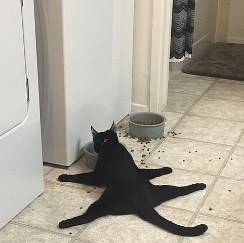 482x480, 57 Kb / кот, миска, еда, устал