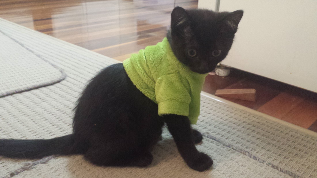 1100x619, 133 Kb / кот, майка, одежка