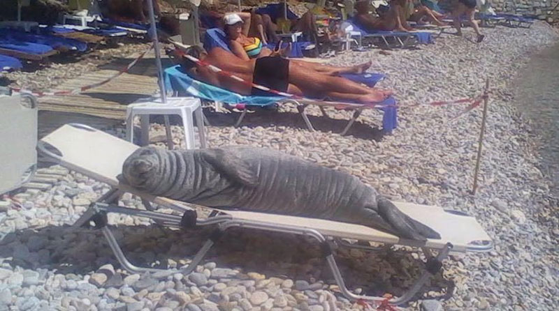 800x446, 96 Kb / лежак, пляж, тюлень