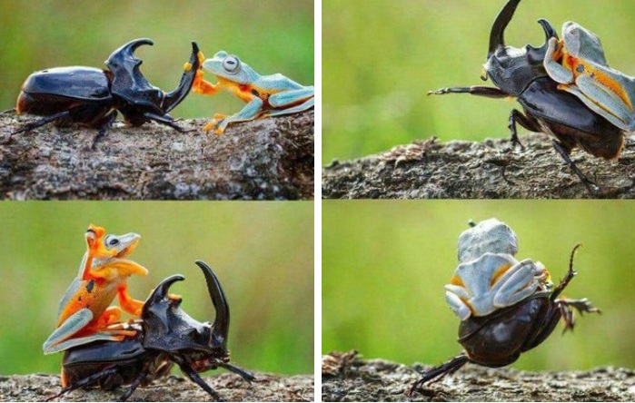 699x444, 119 Kb / Лягушка, жук