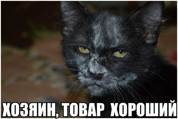 604x405, 52 Kb / кот, товар, черный, кокаин