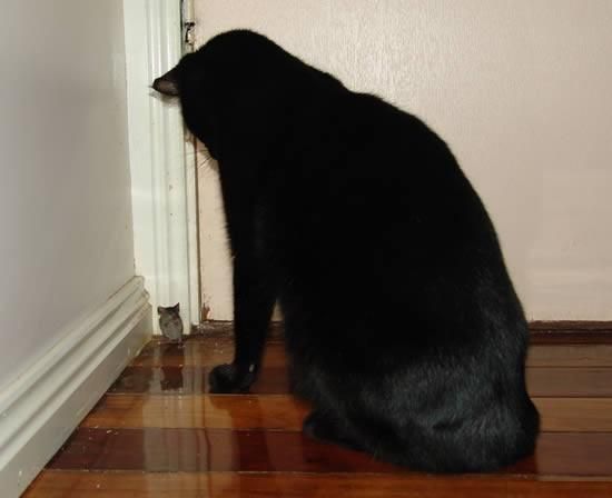 550x448, 18 Kb / мышь, угол, кот