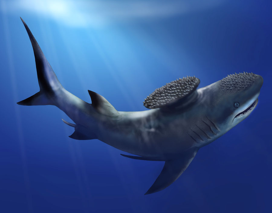 900x707, 53 Kb / Стетакант,Stethacanthus,акула,авакс