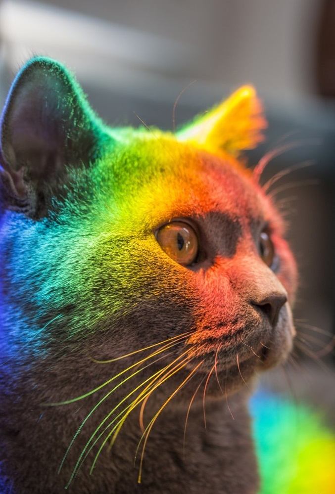 677x999, 186 Kb / радуга, кот