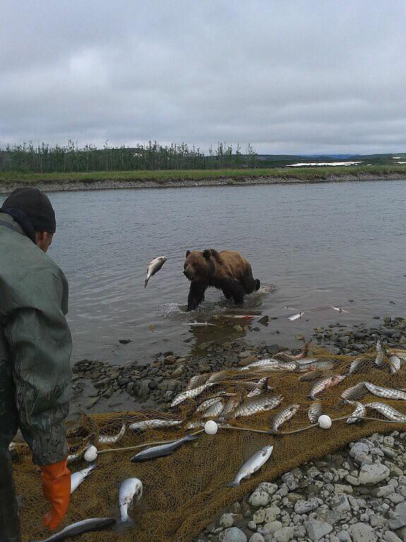 576x768, 99 Kb / миедведь, рыбак, сеть