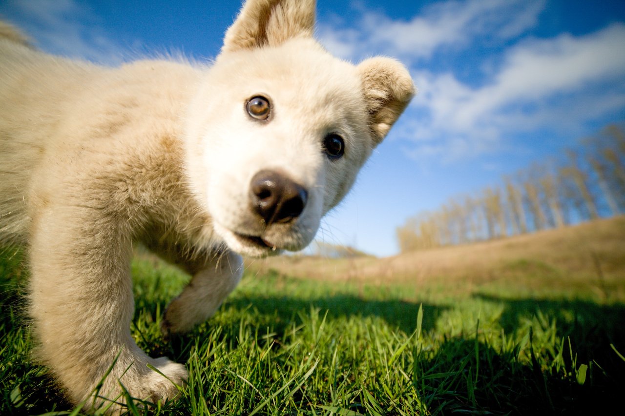 1280x853, 185 Kb / щенок, трава, небо, взгляд