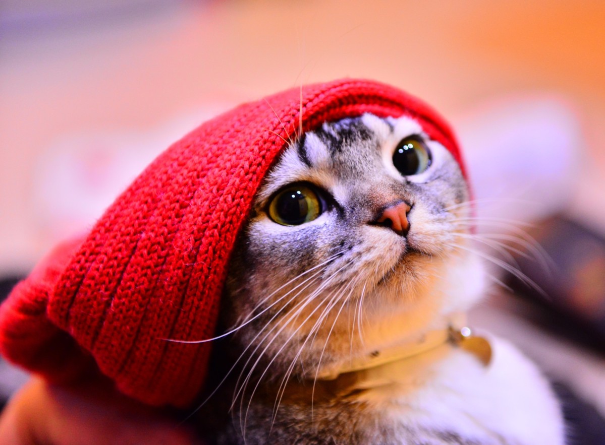 1199x883, 178 Kb / кот, шарф, ошейник