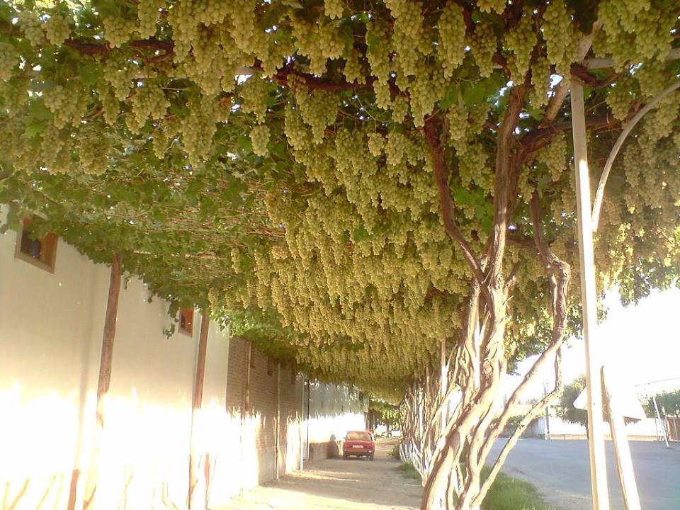 960x720, 129 Kb / Виноград, машина, тротуар, крыша, Узбекистан