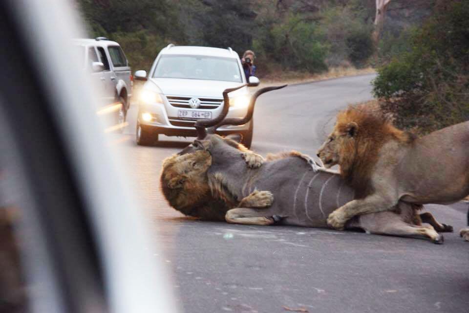 960x640, 61 Kb / Львы, антилопа, дорога, машина