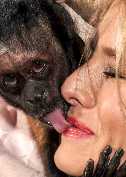 500x700, 147 Kb / обезьяна, язык, лицо