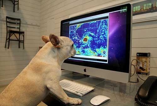 500x337, 31 Kb / Собака, монитор, стулья