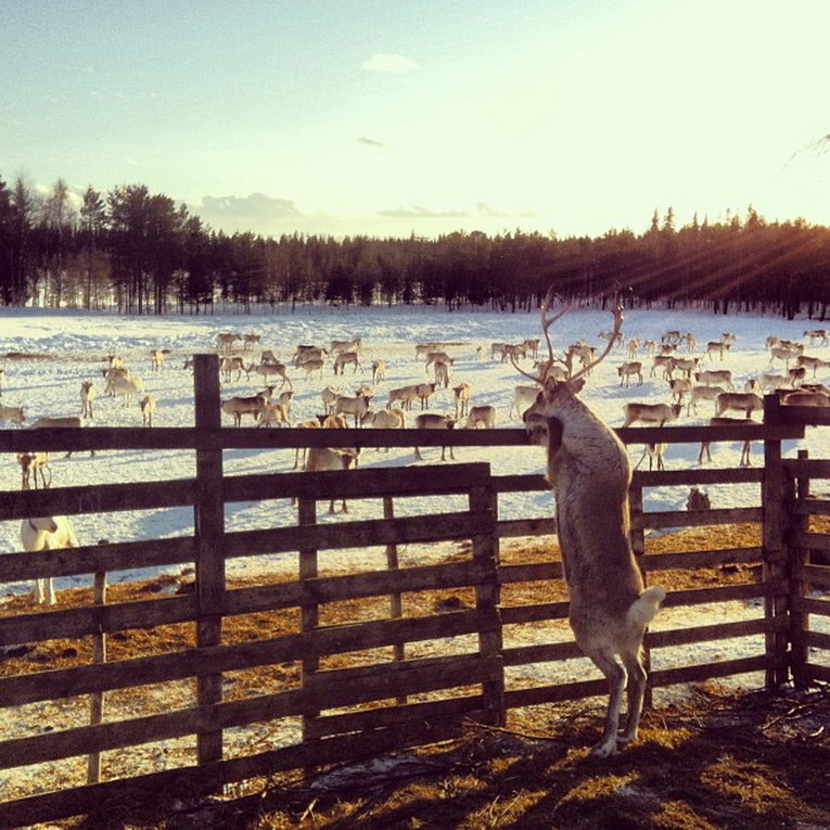 765x765, 166 Kb / олень, забор, стадо, снег