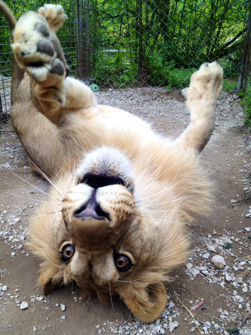 500x667, 185 Kb / лев, лапы, вольер