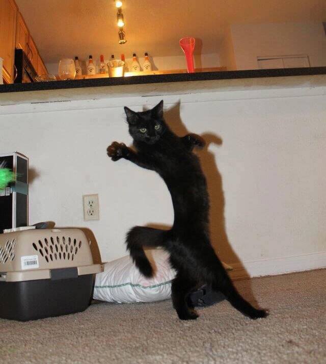 640x714, 45 Kb / котэ, чёрный, танец, поза