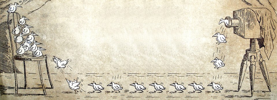 960x348, 117 Kb / Вылетит, птичка, фото, групповой, снимок, Виктор, Богорад