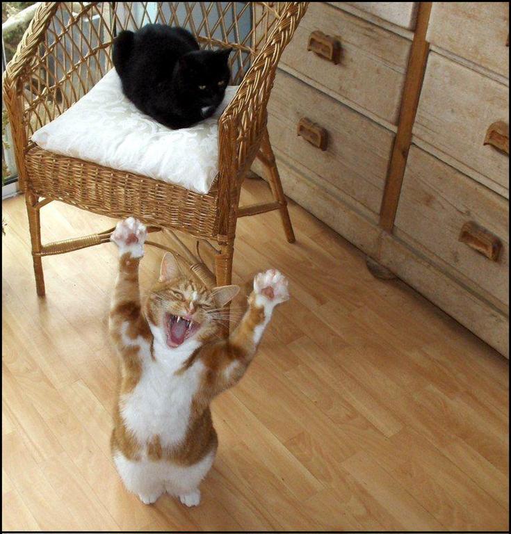 735x768, 102 Kb / коты, черный, рыжий, потягивается