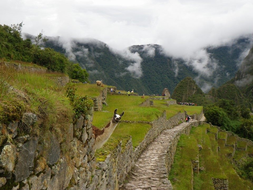 960x720, 144 Kb / пейзаж, лама, горы