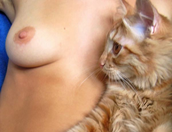 600x461, 57 Kb / сиська, кошка