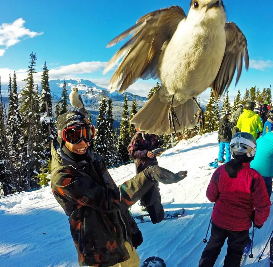 959x939, 350 Kb / птица, снег, лыжи, полет