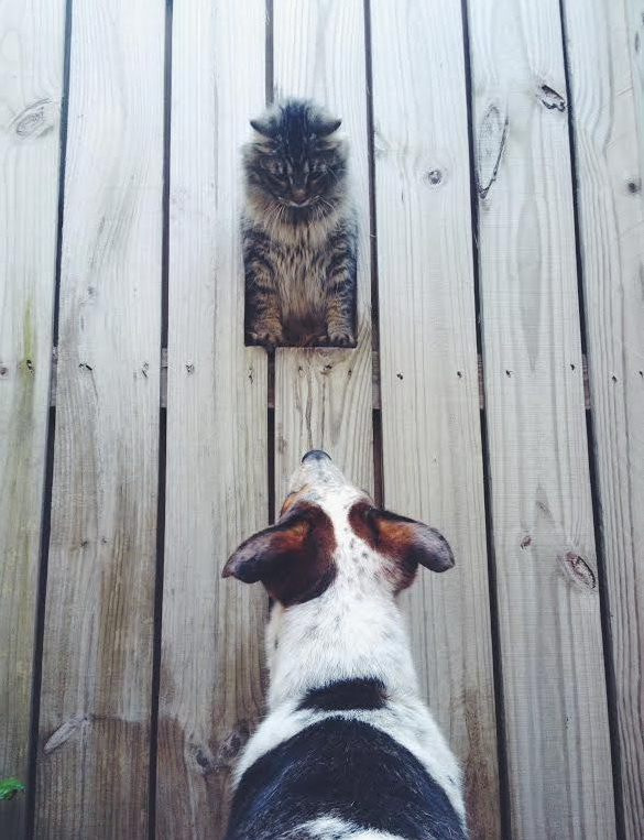 585x763, 149 Kb / забор, кот, собака