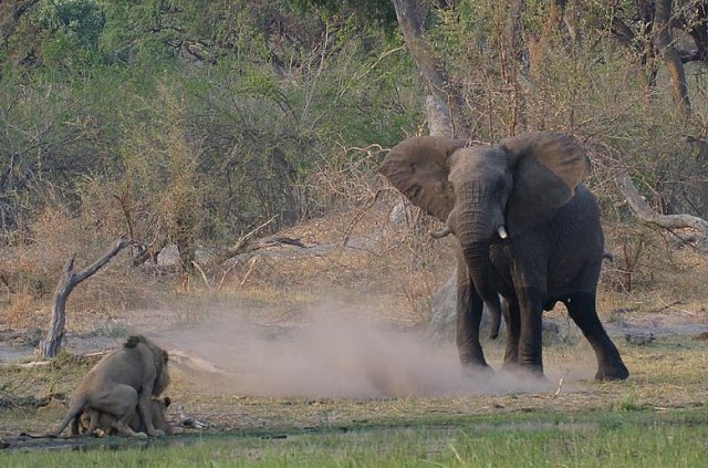 640x423, 85 Kb / слон, львы, лев, секс