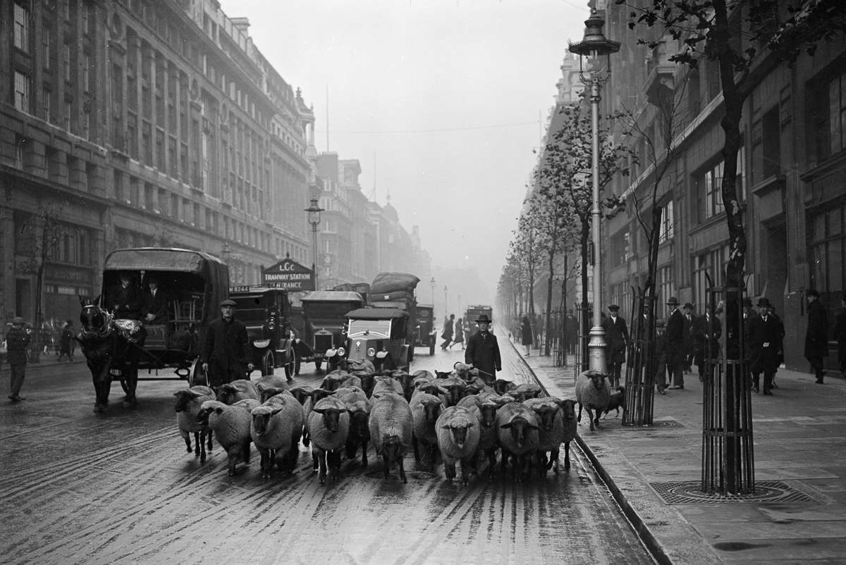 1200x802, 113 Kb / Лондон,1926,бараны