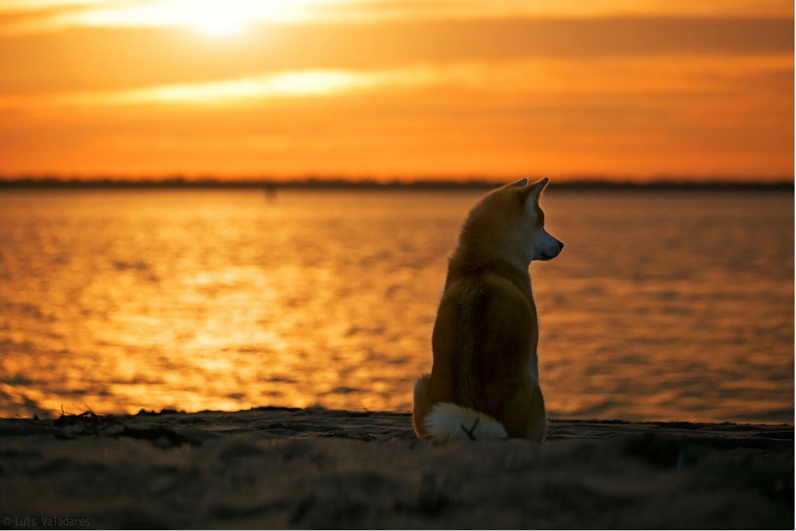 1140x761, 72 Kb / закат, собака, водоём