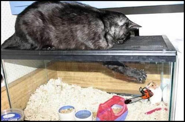 640x422, 45 Kb / кот, хомяк, бензопила