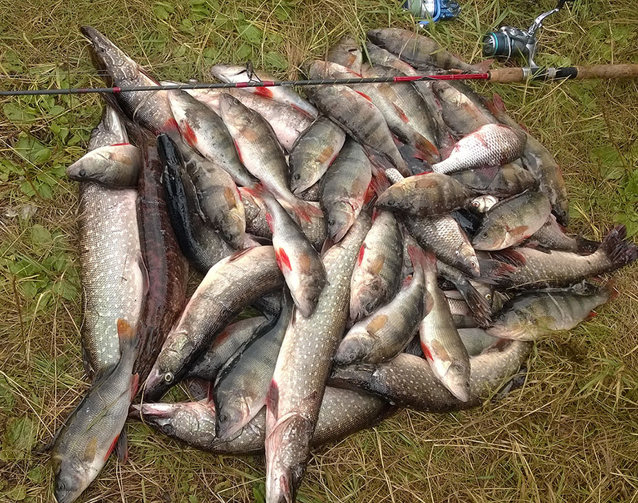 926x730, 349 Kb / Окунь, Щука, Рыбалка, Карась