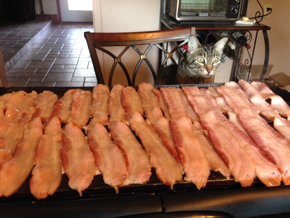 1200x900, 321 Kb / кот, бекон, стул, бутылки