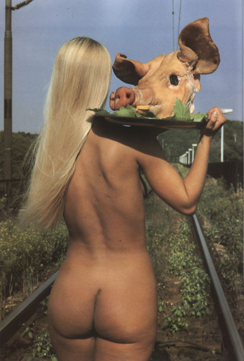 500x739, 126 Kb / голова, свинья, поднос