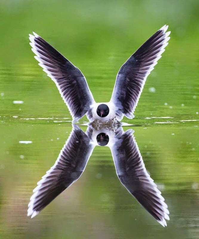 667x800, 111 Kb / Чайка, птица, отражение