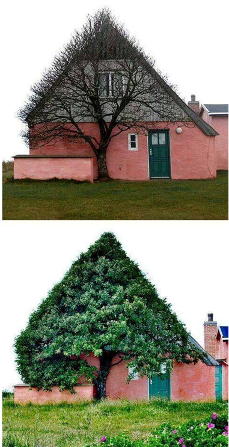 770x1500, 315 Kb / Дом, дерево, крыша, треугольник