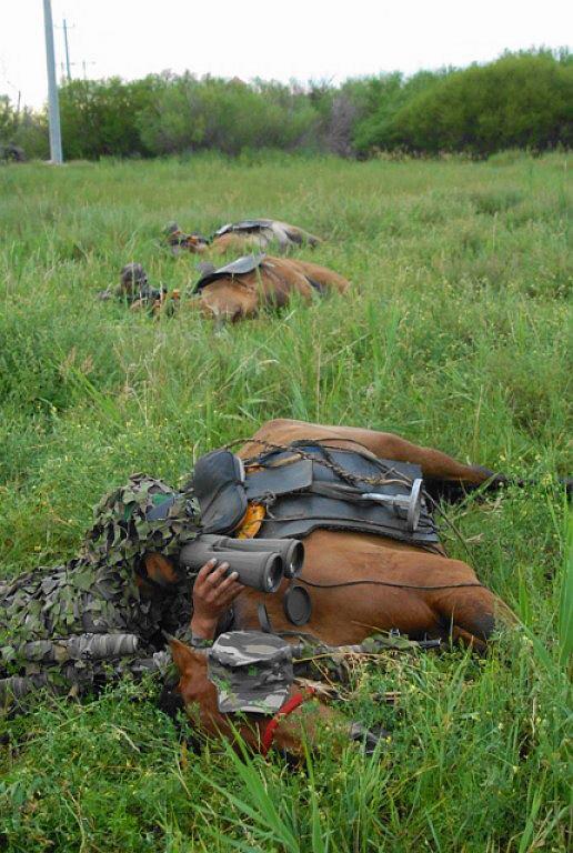 516x768, 84 Kb / Лошадь, лежит, разведчик, бинокль